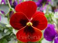 Viola ×cornuta 'Twix®F1 Red with Eye' violka ×cornuta 'Twix®F1 Red with Eye'