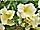 Petunia 'Surfinia Victorian Yellow' petúnie 'Surfinia Victorian Yellow'