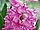 Hyacinthus 'Ibis' hyacint 'Ibis'