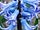 Hyacinthus 'Sky Jacket' hyacint 'Sky Jacket'
