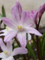 Chionodoxa forbesii Pink Giant - ladonička - květ - 26.3.2005 - Lanžhot (BV) - soukromá zahrada