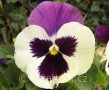 Viola ×wittrockiana 'Carneval®F1 Purple and White' violka ×wittrockiana 'Carneval®F1 Purple and White'