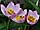 Tulipa bakeri 'Lilac Wonder' tulipán 'Lilac Wonder'