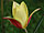 Tulipa clusiana tulipán
