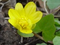 Ficaria bulbifera - orsej jarní - květ - 11.4.2003 - Lanžhot (BV) - Kazůbek