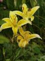 Lilium 'Yellow Electric' lilie 'Yellow Electric'
