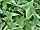 Sagittaria sagittifolia šípatka střelolistá