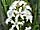 Menyanthes trifoliata vachta trojlistá