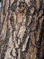 Pinus sylvestris - borovice lesní - kůra - 21.9.2003 - Lanžhot (BV) - louka Dúbravka