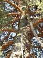 Pinus sylvestris - borovice lesní - kmen - 21.9.2003 - Lanžhot (BV) - louka Dúbravka