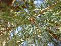 Pinus sylvestris borovice lesní