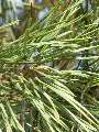 Pinus sylvestris - borovice lesní - list - 21.9.2003 - Lanžhot (BV) - louka Dúbravka