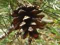 Pinus sylvestris - borovice lesní - plod - 21.9.2003 - Lanžhot (BV) - louka Dúbravka