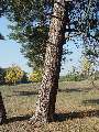 Pinus sylvestris - borovice lesní - kmen - 21.9.2003 - Lanžhot (BV) - louka Dúbravka