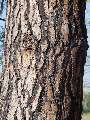Pinus sylvestris - borovice lesní - kůra - 21.9.2003 - Lanžhot (BV) - louka Dúbravka