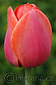 Tulipa Ad Rem - tulipán Ad Rem - květ - 12.4.2008 - Lanžhot (BV) - soukromá zahrada