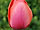 Tulipa 'Ad Rem' tulipán 'Ad Rem'