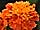Tagetes patula 'Texana Orange' aksamitník rozkladitý 'Texana Orange'