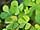 Marsilea quadrifoliata marsilka čtyřlistá