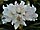 Rhododendron 'Cunningham's White' pěnišník