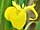 Iris pseudacorus kosatec žlutý