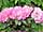 Rhododendron 'Hachmann's Polaris' pěnišník Hachmann's Polaris'