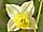 Epimedium ×versicolor škornice