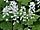 Tiarella cordifolia tiarela srdčitá