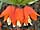 Fritillaria imperialis 'Aurora' řebčík královský 'Aurora'