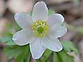 Anemonoides nemorosa - sasanka hajní - květ - 29.3.2003 - Lanžhot (BV) - Kazůbek