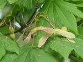 Acer circinatum - javor okrouhlolistý - plod - 12.8.2004 - Lednice (BV) - zámecká zahrada