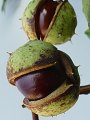 Aesculus hippocastanum - jírovec maďál - plod - 21.9.2003 - Lanžhot (BV) - louka Lány