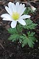 Anemonoides blanda White Splendour - sasanka vábná White Splendour - celá rostlina - 29.3.2008 - Lanžhot (BV) - soukromá zahrada