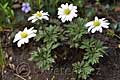 Anemonoides blanda White Splendour - sasanka vábná White Splendour - celá rostlina - 2.4.2011 - Lanžhot (BV) - soukromá zahrada