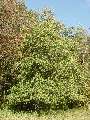 Alnus glutinosa - olše lepkavá - celá rostlina - 12.10.2003 - Lanžhot (BV) - okraj louky u zámečku Lány