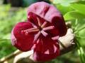 Akebia quinata - akebie pětičetná - květ - 1.5.2006 - Lanžhot (BV) - soukromá zahrada
