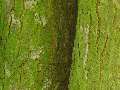Acer ginnala - javor ginnala - kůra - 1.8.2003 - Lednice (BV) - zámecká zahrada
