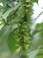 Acer crataegifolium - javor hloholistý - plod - 5.7.2003 - Průhonice (PZ) - zámecká zahrada