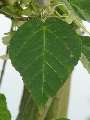 Acer crataegifolium - javor hloholistý - list - 6.9.2003 - Lednice (BV) - zámecká zahrada