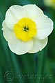 Narcissus Sundisc - narcis Sundisc - květ - 28.4.2008 - Lanžhot (BV) - soukromá zahrada
