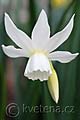 Narcissus Thalia - narcis Thalia - květ - 7.4.2007 - Lanžhot (BV) - soukromá zahrada