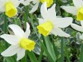 Narcissus 'Jack Snipe' narcis