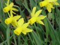 Narcissus Little Witch - narcis - celá rostlina - 17.4.2005 - Lanžhot (BV) - soukromá zahrada