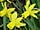 Narcissus 'Little Witch' narcis