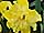 Narcissus 'Flyer' narcis 'Flyer'