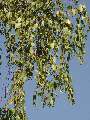 Betula pendula - bříza bělokorá - větev - 21.9.2003 - Lanžhot (BV) - louka u zámečku Lány