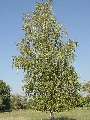 Betula pendula - bříza bělokorá - celá rostlina - 21.9.2003 - Lanžhot (BV) - louka u zámečku Lány