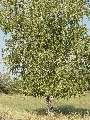 Betula pendula - bříza bělokorá - celá rostlina - 21.9.2003 - Lanžhot (BV) - louka u zámečku Lány