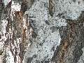 Betula pendula - bříza bělokorá - kůra - 21.9.2003 - Lanžhot (BV) - louka u zámečku Lány