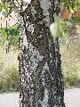 Betula pendula - bříza bělokorá - kmen - 21.9.2003 - Lanžhot (BV) - louka u zámečku Lány